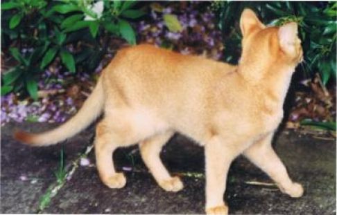 Picture of a cat / kitten / feline