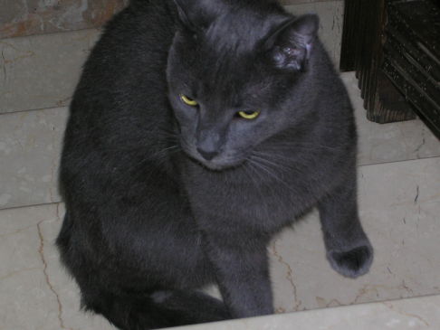 Picture of a cat / kitten / feline