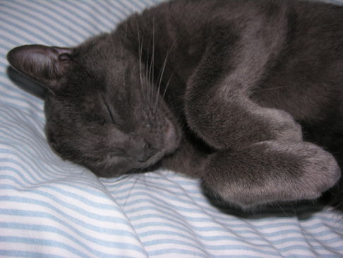 Picture of a cat / kitten / feline