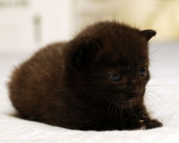 Picture of a cat / kitten / feline