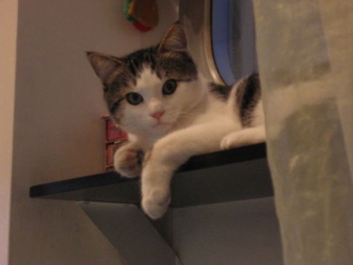 Picture of a cat / kitten / feline