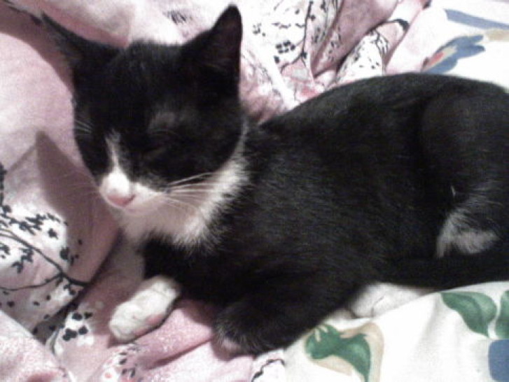 Picture of a cat / kitten / feline