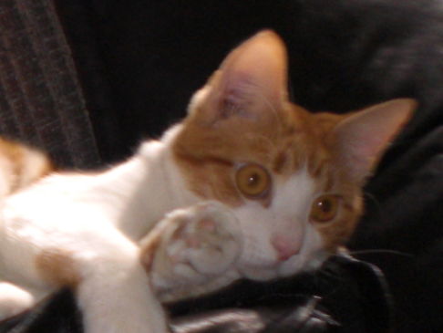 Picture of a cat / kitten / feline