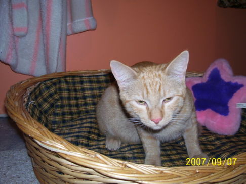 Picture of a cat / kitten / feline