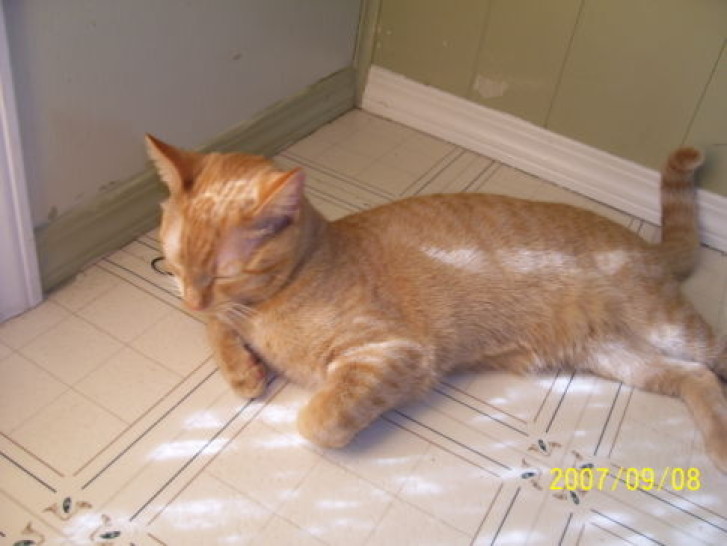 Picture of a cat / kitten / feline