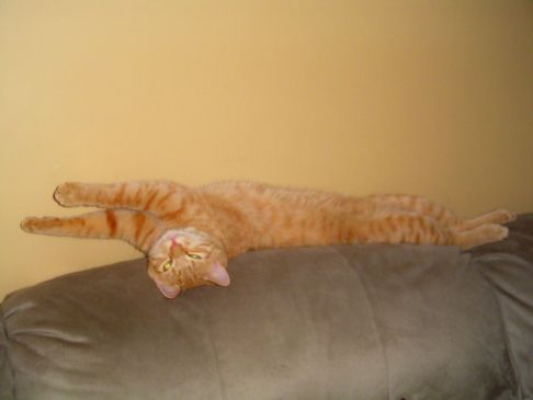 Picture of a cat / kitten / feline