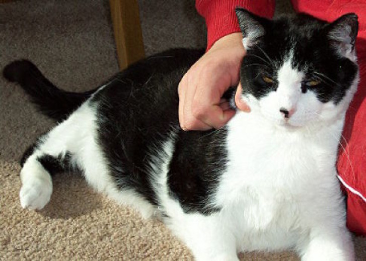 Picture of a cat / kitten / feline