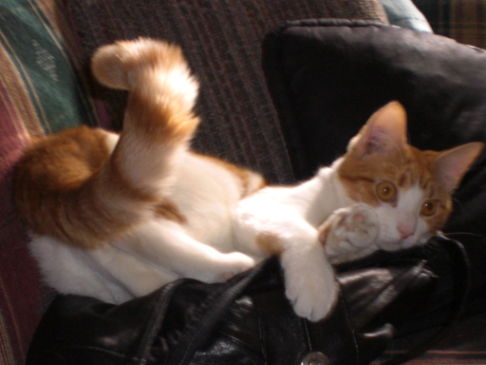 Picture of a cat / kitten / feline