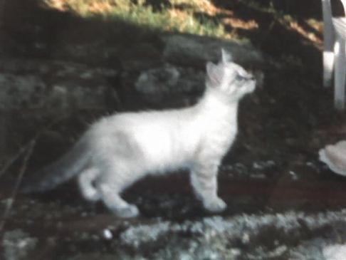 Picture of a cat / kitten / feline