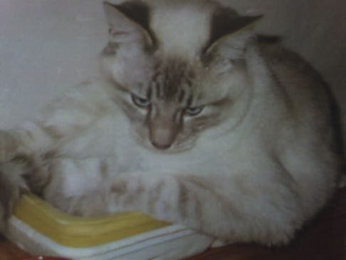 Picture of a cat / kitten / feline