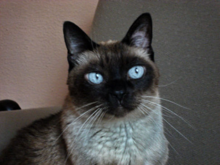 Picture of a cat / kitten / feline