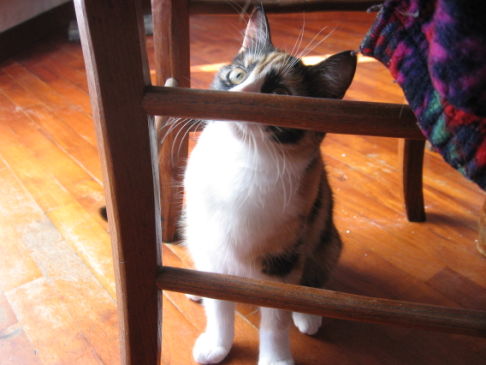 Picture of a cat / kitten / feline