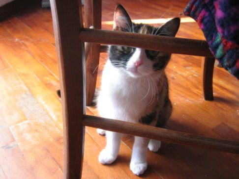 Picture of a cat / kitten / feline