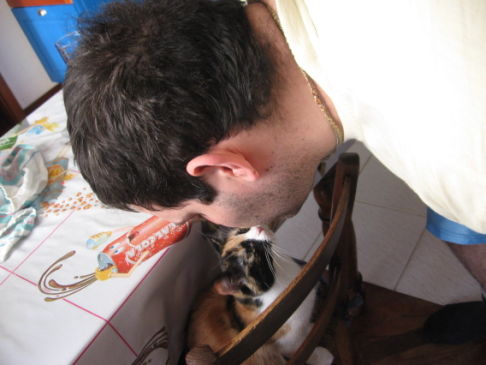 Picture of a cat / kitten / feline