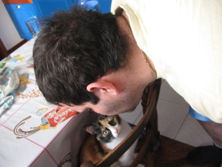 Picture of a cat / kitten / feline