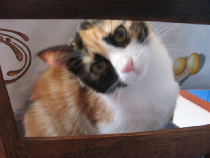 Picture of a cat / kitten / feline