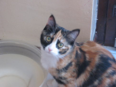 Picture of a cat / kitten / feline