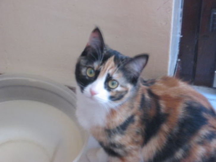 Picture of a cat / kitten / feline