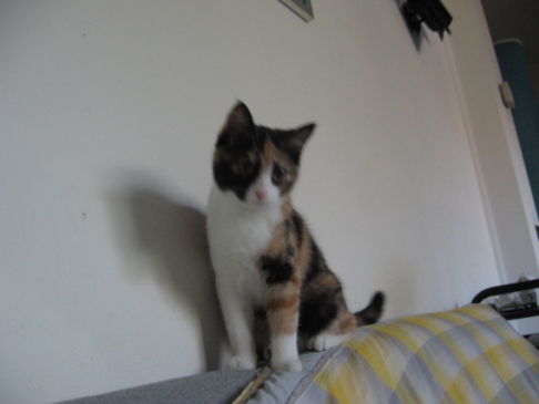 Picture of a cat / kitten / feline