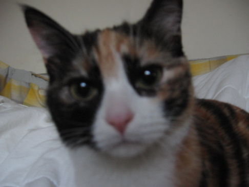 Picture of a cat / kitten / feline