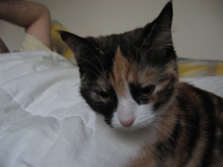 Picture of a cat / kitten / feline