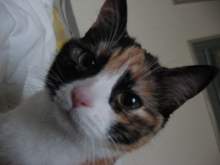 Picture of a cat / kitten / feline