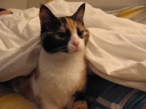 Picture of a cat / kitten / feline