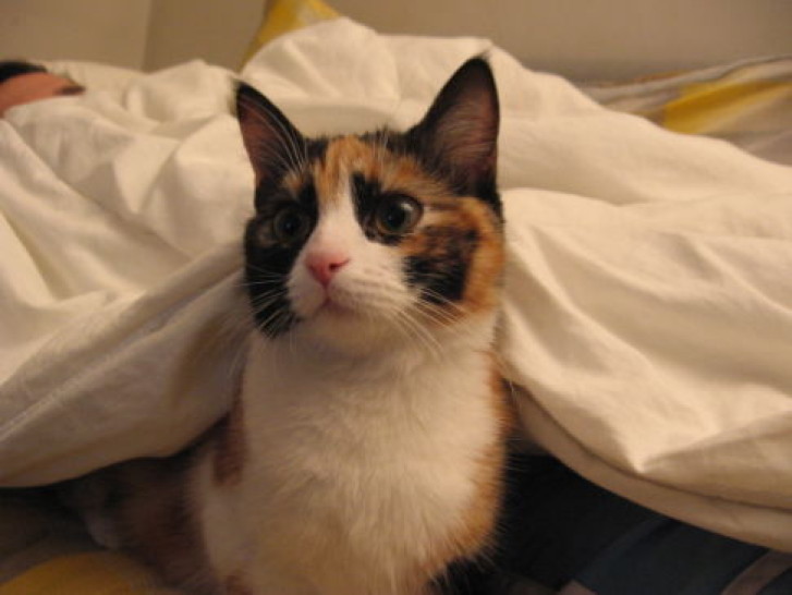 Picture of a cat / kitten / feline