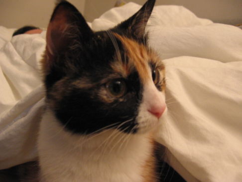 Picture of a cat / kitten / feline