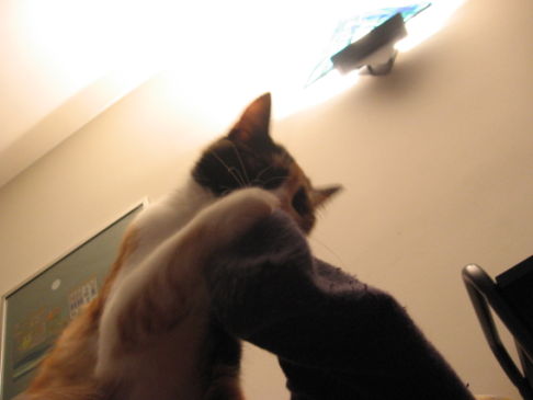 Picture of a cat / kitten / feline