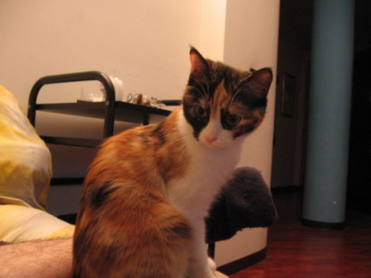 Picture of a cat / kitten / feline