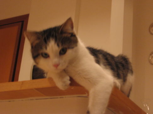 Picture of a cat / kitten / feline