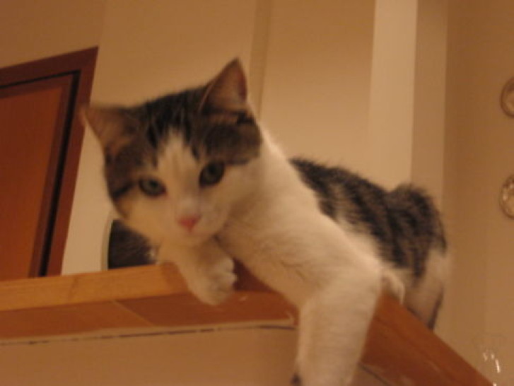 Picture of a cat / kitten / feline