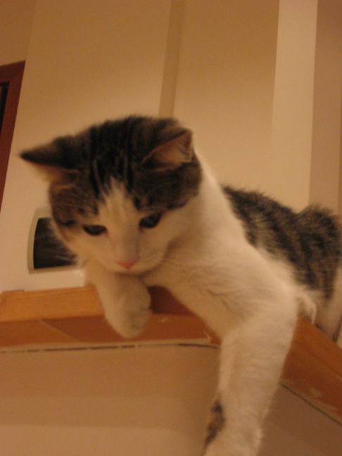 Picture of a cat / kitten / feline