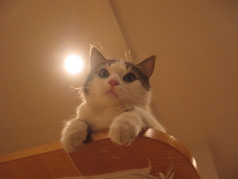 Picture of a cat / kitten / feline