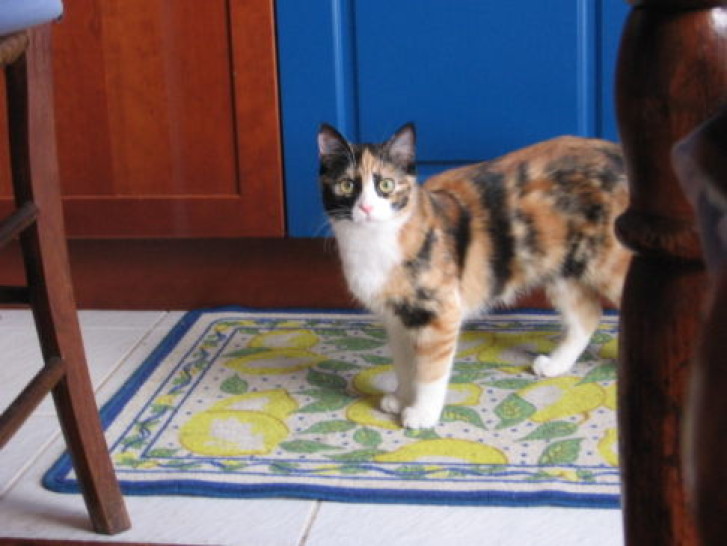 Picture of a cat / kitten / feline