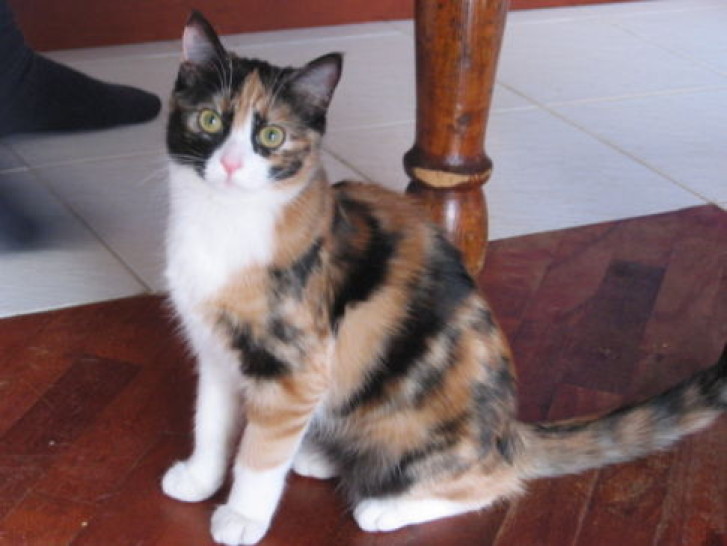 Picture of a cat / kitten / feline