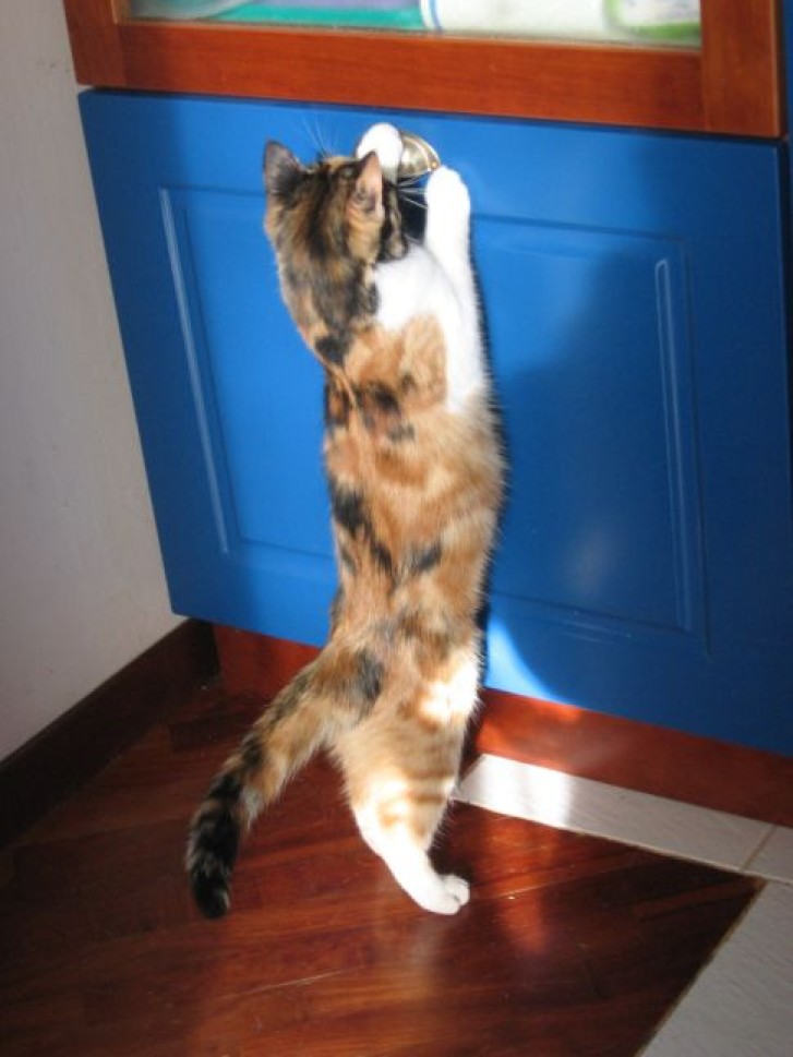 Picture of a cat / kitten / feline