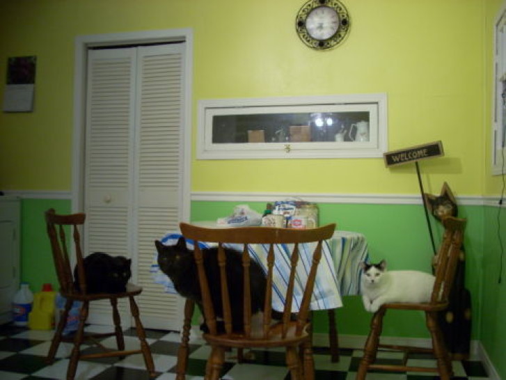 Picture of a cat / kitten / feline