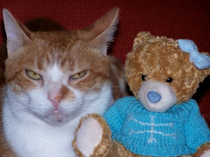 Picture of a cat / kitten / feline