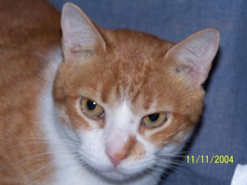 Picture of a cat / kitten / feline