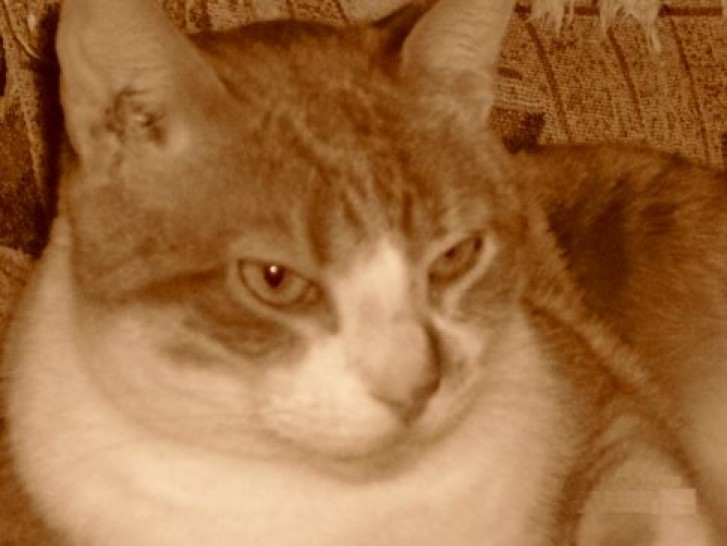 Picture of a cat / kitten / feline