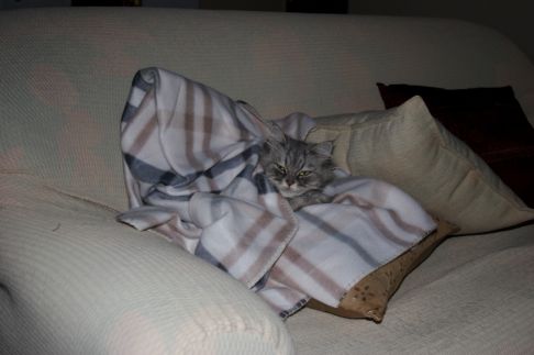 Picture of a cat / kitten / feline