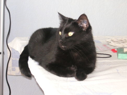 Picture of a cat / kitten / feline