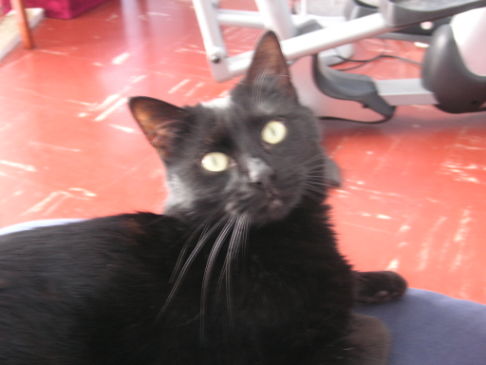 Picture of a cat / kitten / feline