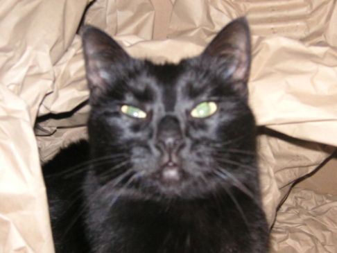 Picture of a cat / kitten / feline