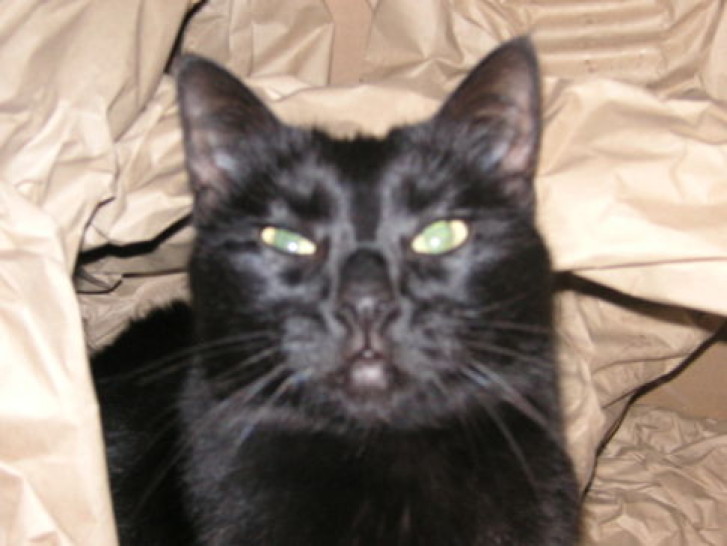 Picture of a cat / kitten / feline