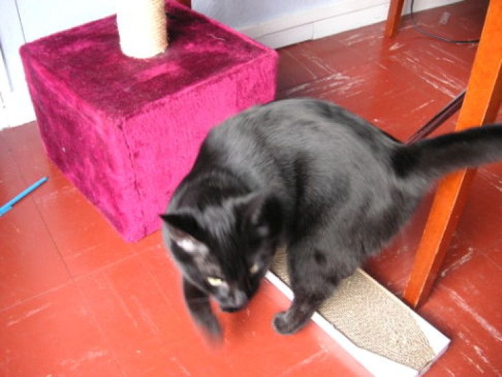 Picture of a cat / kitten / feline