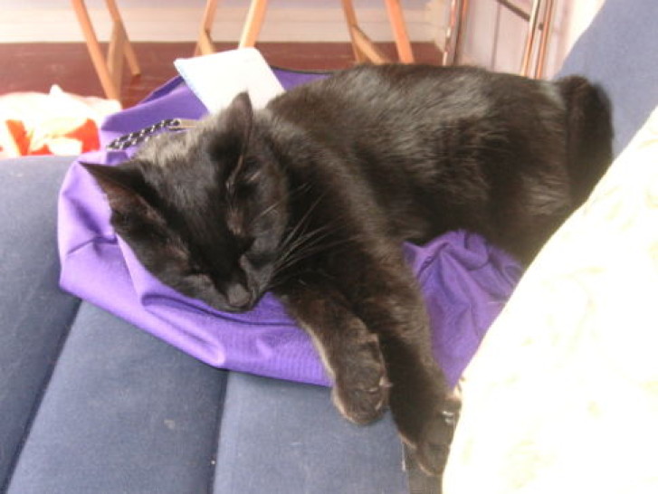 Picture of a cat / kitten / feline