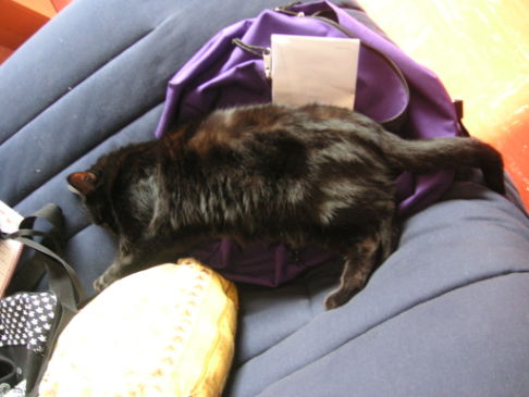 Picture of a cat / kitten / feline